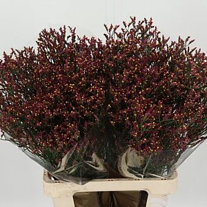 K97330_117364_70_25_23_996_50_H_1-13 Limonium Sin Scarlet Diamond v kytici