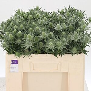 K97475_24365_50_0_23_588_40_H_1-18 Eryngium Sirius Qstar