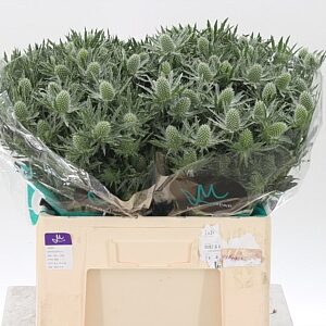 K97475_24365_60_0_23_588_40_H_1-17 Eryngium Sirius Qstar
