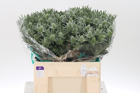 K97475_24365_60_0_23_588_40_H_1-17 Eryngium Sirius Qstar