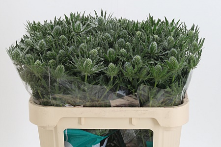 K97475_24365_70_0_23_998_30_H_1-3 Eryngium Sirius Qstar