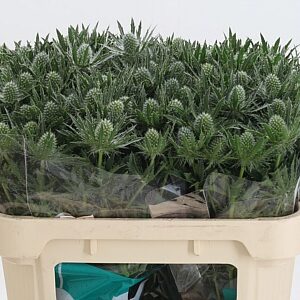 K97475_24365_70_0_23_998_30_H_1-8 Eryngium Sirius Qstar