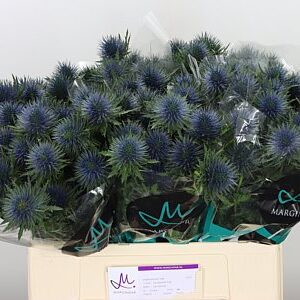 Eryngium Magnetar Qstar 40 cm