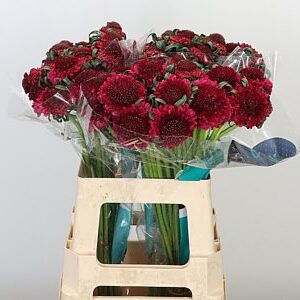 Scabiosa Dark Cherry Scoop