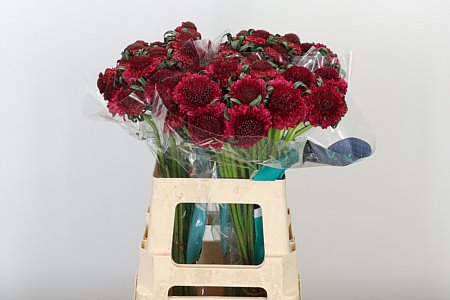 Scabiosa Dark Cherry Scoop