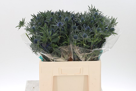 K97574_3359_60_0_23_588_40_H_1-21 Eryngium Orion Qstar s modro-fialovými súkvetiami