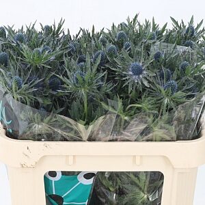 Eryngium Orion Qstar s modro-fialovými súkvetiami