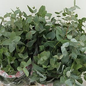 K99249_3507_65_200_0_544_20_H_1-8 Eucalyptus Cinerea 69 cm