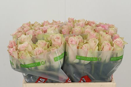 Ruža Pink Athena s krémovo-ružovými lupeňmi