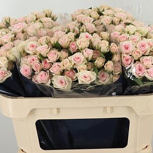 Ruža Tr Severina 60 cm