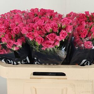 K99586_12992_60_65_992_60_H_1-2 Ruža Tr Lovely Lydia 60 cm