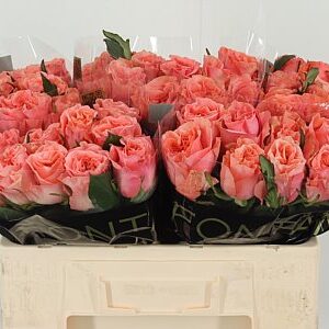 K99644_128099_50_H_1-1 Ruža Gr Blushing Reeva 70 cm