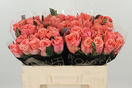 K99644_128099_50_H_1-1 Ruža Gr Blushing Reeva 70 cm