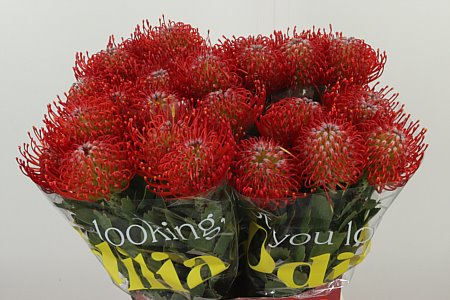 Leucadendron Ayoba Pink rezaný kvet