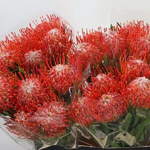 K99648_15439_40_0_0_566_30_H_1-5 Leucadendron Tango rezaný kvet