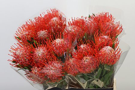 Leucadendron Tango rezaný kvet