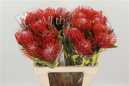 K99648_15439_60_0_0_996_30_H_1-49 Leucadendron Tango rezaný kvet