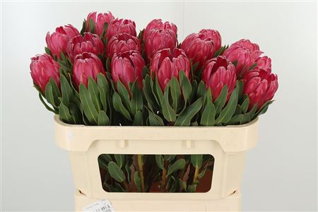 Protea Brenda