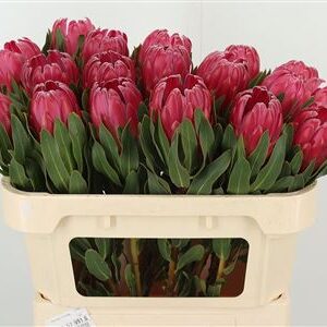 K99648_16949_70_0_23_998_20_H_1 Protea Brenda