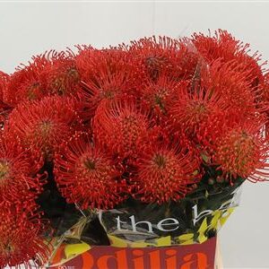 K99648_16977_40_0_0_566_30_H_1-49 Leucadendron Succession 70 cm