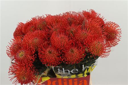 Leucadendron Succession s červeno-zelenými listami