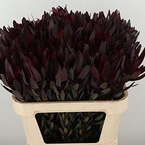 K99648_6384_80_0_0_998_80_H_1-8 Leucadendron Safari Sunset