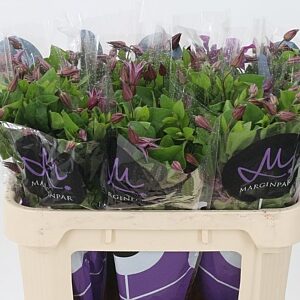 Clematis Kyiv Dark Pink