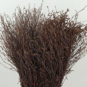 Betula Bs 80 cm