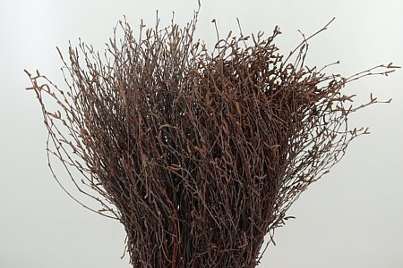 K_20623_60_0_0_H_1-7 Betula Bs 80 cm