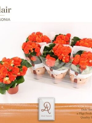 Pl Begonia Oranje P14 Dolc'amore® Flair