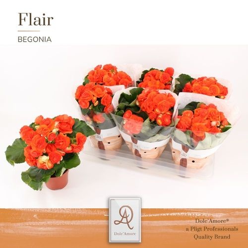 Pl Begonia Oranje P14 Dolc'amore® Flair