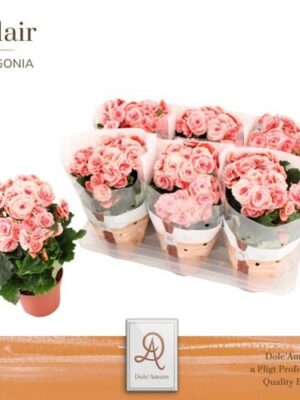 Pl Begonia Borias P14 Dolc'amore® Flair