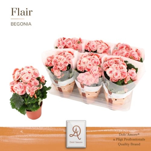 Pl Begonia Borias P14 Dolc'amore® Flair