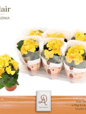 Pl Begonia Nadine P14 Dolc'amore® Flair