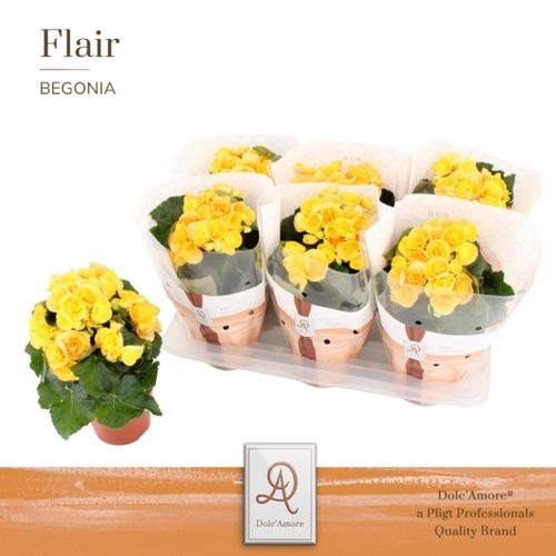 Pl Begonia Nadine P14 Dolc'amore® Flair