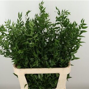 Ruscus Aculeatus 70 cm