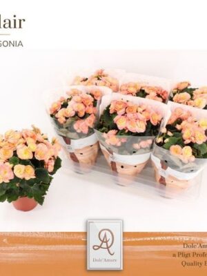 Pl Begonia Hailey Sunset P14 Dolc'amore® Flair