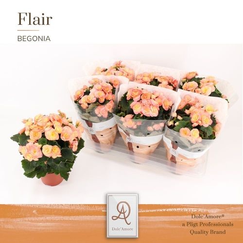 Pl Begonia Hailey Sunset P14 Dolc'amore® Flair