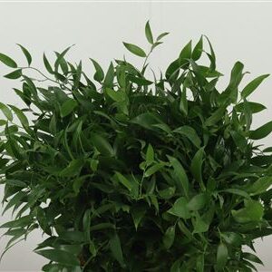 Ruscus Aculeatus 70 cm