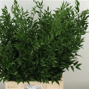 Ruscus Aculeatus 70 cm