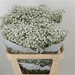 Gyps Pa Xlence – čerstvý rezaný kvet, dĺžka: 80 cm, pôvod: EC