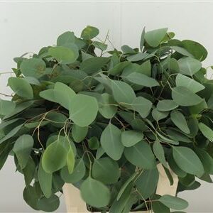 Eukalyptus Populus 70 cm