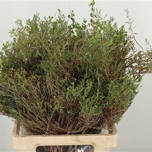 Euphorbia Spinoza 50 cm
