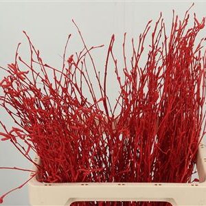 Betula Dyed Red 60 cm