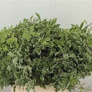 Pittosporum Bont