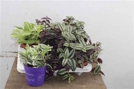 Pl Tradescantia Mix