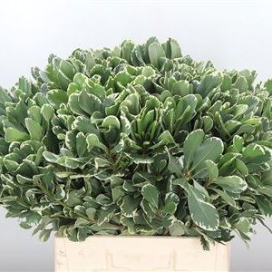 Pittosporum Green 50 cm