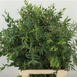Dec Parvifolia – čerstvý rezaný kvet, dĺžka: 70 cm, pôvod: IT