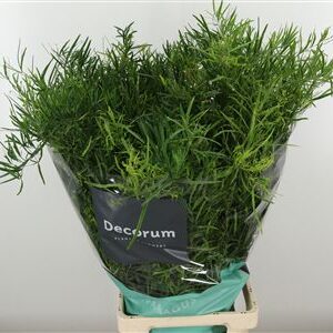 Asparagus Falcatus 65 cm