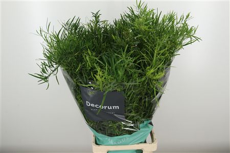 Asparagus Falcatus 65 cm
